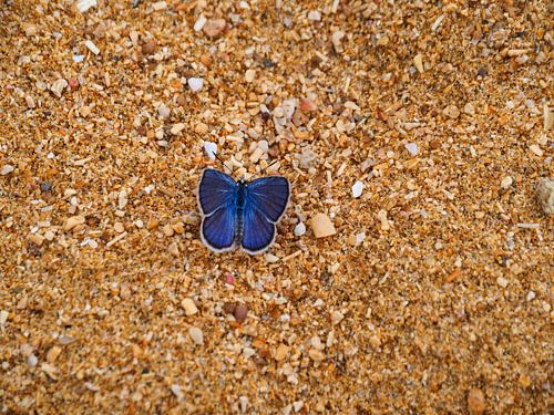 Blauer Schmetterling am Strand in Panama