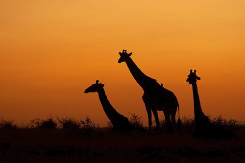 Die Morgendämmerung