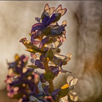 Blühende Höhlenwurzel im Gegenlicht von KCleBlanc Photography