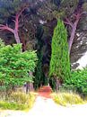 The Hidden Path To A Clearing by Dorothy Berry-Lound thumbnail