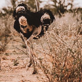 Une autruche dans le parc national d'Etosha en Namibie sur Helena Schröder