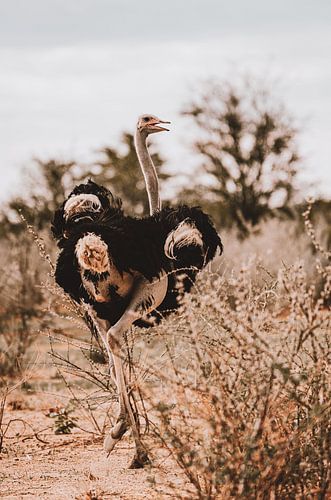Strauß in Namibia Etosha Nationalpark Afrika