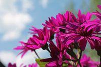 paarse bloemen