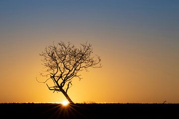 Eenzame boom bij zonsopkomst van Bas Ronteltap