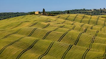 Gewelltes Getreide in der Toskana, Italien von Adelheid Smitt