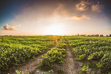 Coucher de soleil à la ferme sur Andy Troy