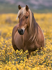 Pferd im Meer aus Butterblumen – Pferdebild von StudioRemier
