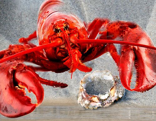 Homard rouge sur la plage avec un crabe