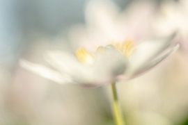 Romantisches Bild der Bosun-Anemone, Foto 8 von Caroline van der Vecht