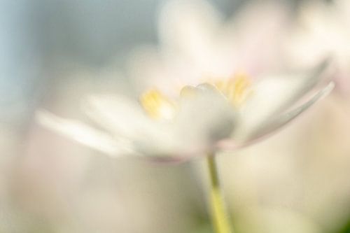 Romantic image of bosun anemone, photo 8