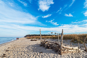 Bäume am Weststrand auf dem Fischland-Darß