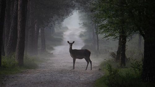 Ein kreuzendes Reh an einem nebligen Morgen