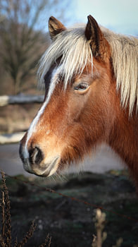 Chevaux sauvages