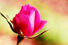 een mooie roze roos van Werner Lehmann