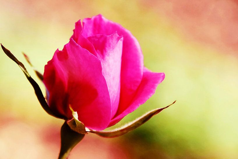 a beautiful pink rose by Werner Lehmann