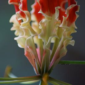 Gloriosa Superba ofwel vlammende lelie, Borneo van LÉON ROEVEN
