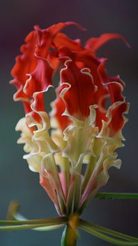 Gloriosa Superba ofwel vlammende lelie, Borneo van LÉON ROEVEN