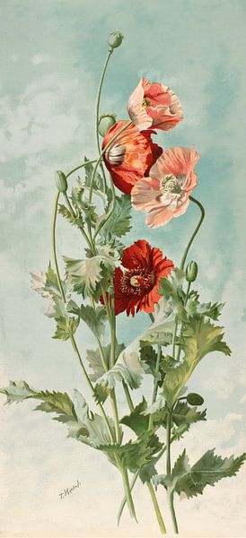 Mohnblumen, Thaddeus Welch von Meisterhafte Meister