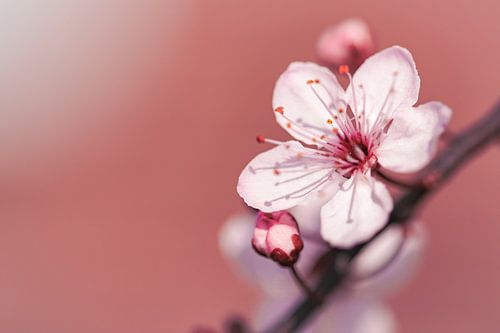 Fleur sur fond rouge/rose