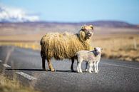 IJslandse schapen op de weg van Chris Snoek thumbnail