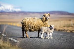 IJslandse schapen op de weg sur Chris Snoek