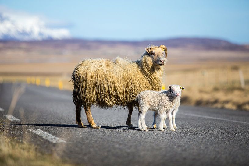IJslandse schapen op de weg van Chris Snoek