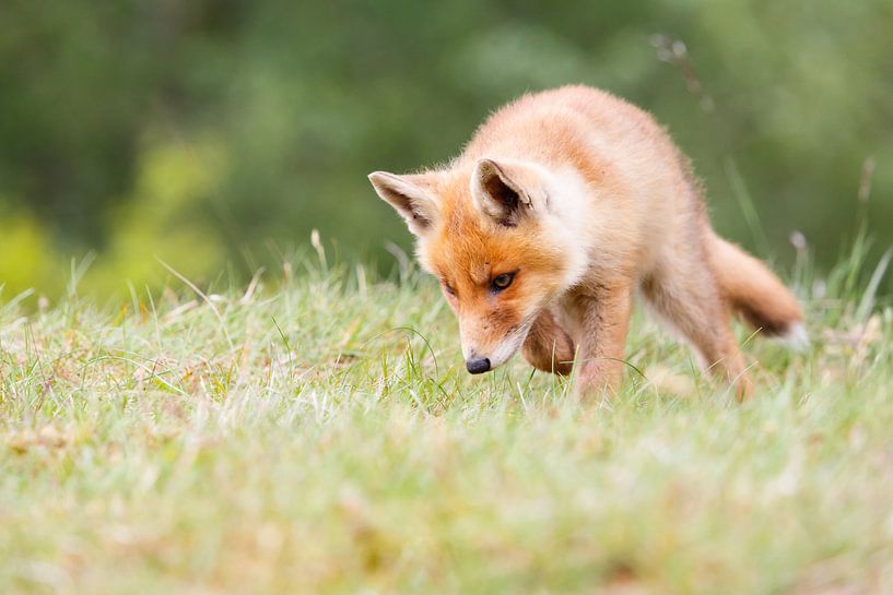 Bébé chasseur par Pim Leijen
