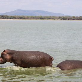 Hippopotames en Tanzanie sur Ramon Beekelaar