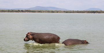 Nijlpaarden in Tanzania van Ramon Beekelaar