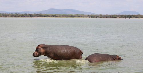 Hippos in Tanzania