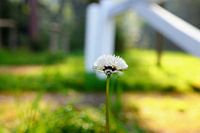 Paardenbloem