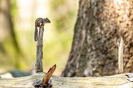 Siberian Ground squirrel 3 by Rob Smit