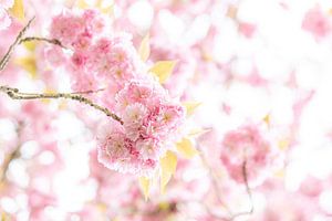Blossom Blush