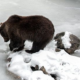 Bruine beer bij bevroren meer van Monique Pouwels