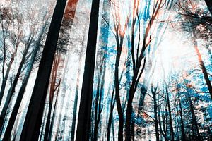 Winter im Wald von FRESH Fine Art
