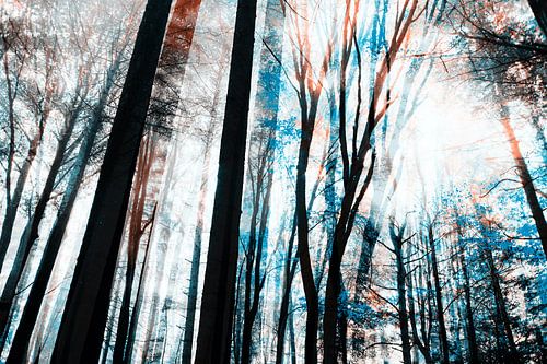 Winter in het bos