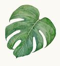 Philodendron Monstera of de gatenplant van Studio Heyki thumbnail