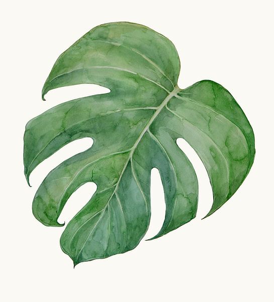 Philodendron Monstera of de gatenplant van Studio Heyki