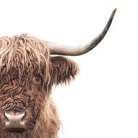 Schottischer Hochlandbewohner von Karel Ton