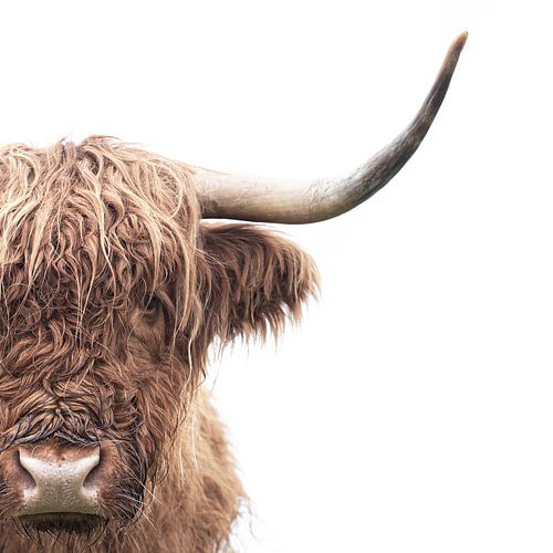 Schottischer Hochlandbewohner