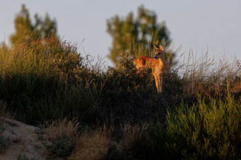 Fawn