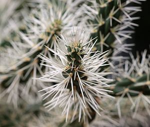 Mantel-Cholla