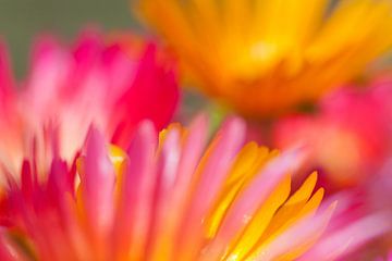 Ijsbloemetjes close-up nr 3 by Rens Kromhout
