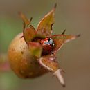 Ladybug van Ada Zyborowicz thumbnail