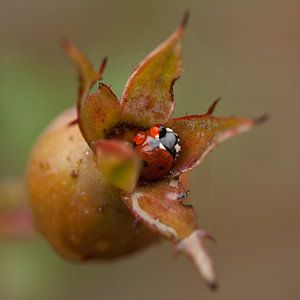 Ladybug by Ada Zyborowicz
