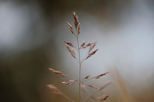 Blade of grass