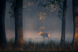A red deer in the first rays of sunlight at sunrise.