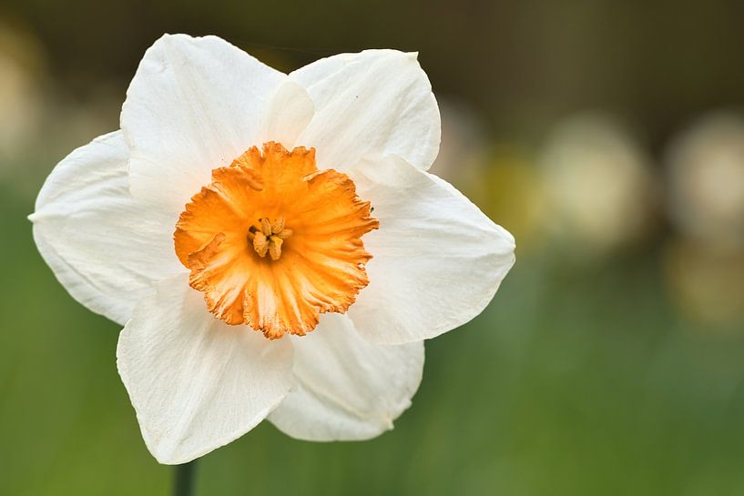 Witte narcis, narcis individueel gemarkeerd van Martin Köbsch