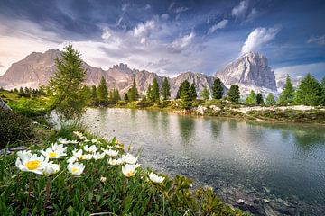 Bergsee mit schönen Bergblumen in den Dolomiten in Südtirol