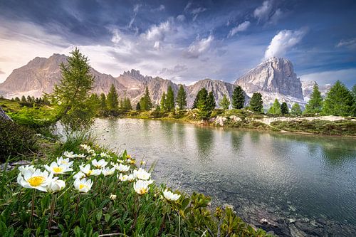 Lac de montagne avec de belles fleurs de montagne dans les Dolomites au Tyrol du Sud
